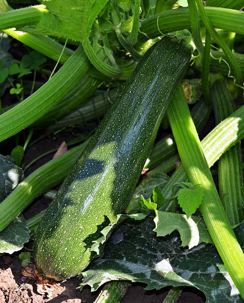 Courgettes