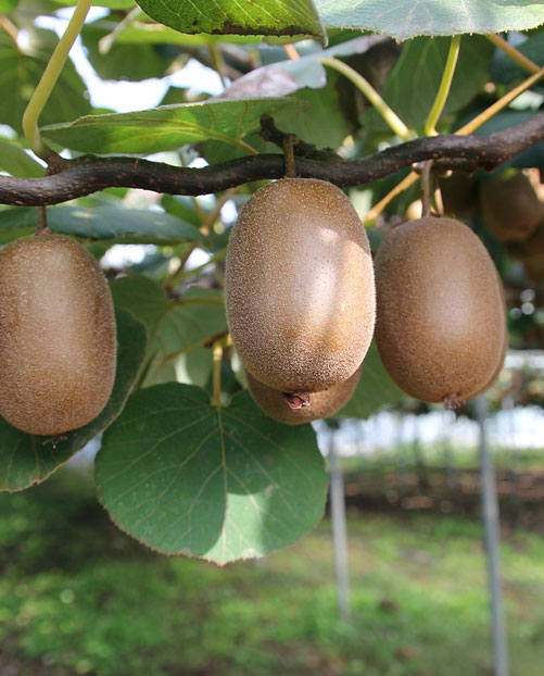 Kiwis