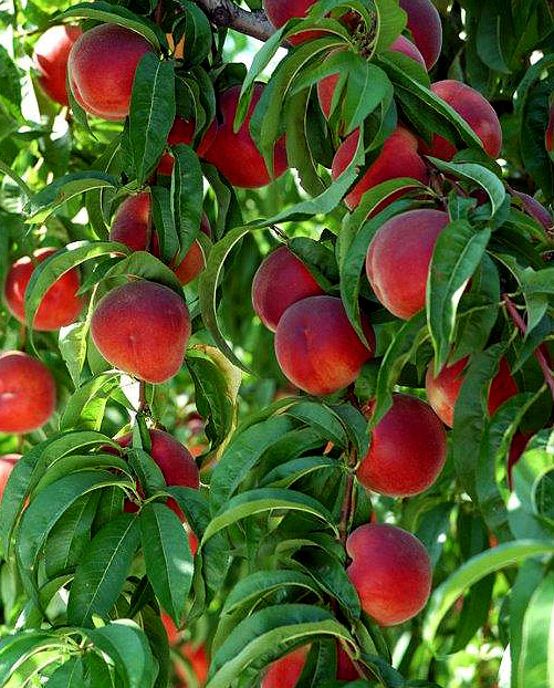 Pêches et nectarines